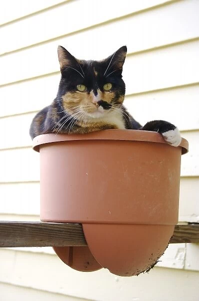 USA, Massachusetts, Greenfield. A calico cat poses in a flowerpot (PR)