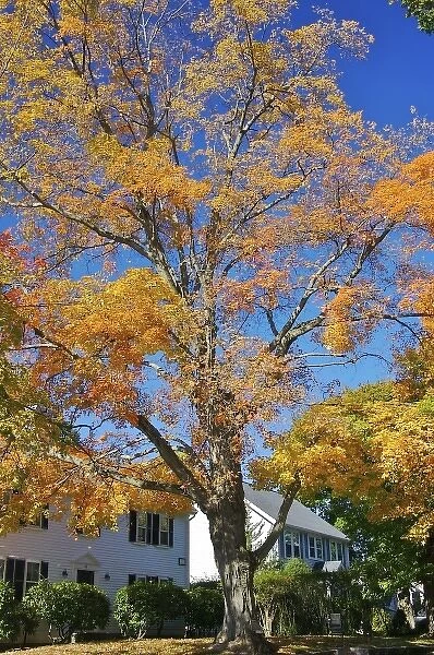 USA, Massachusetts, Lexington. Fall colors bursting over colonial homes in Lexington