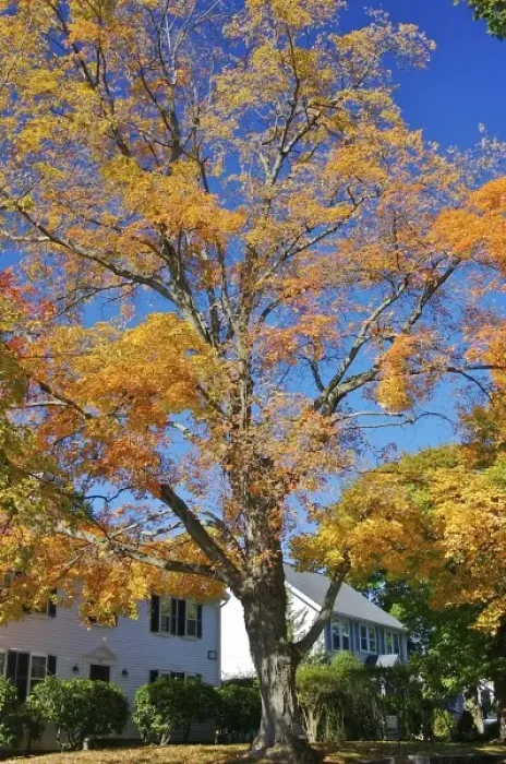 Framed Print : USA, Massachusetts, Lexington. Fall colors bursting over colonial homes in Lexington