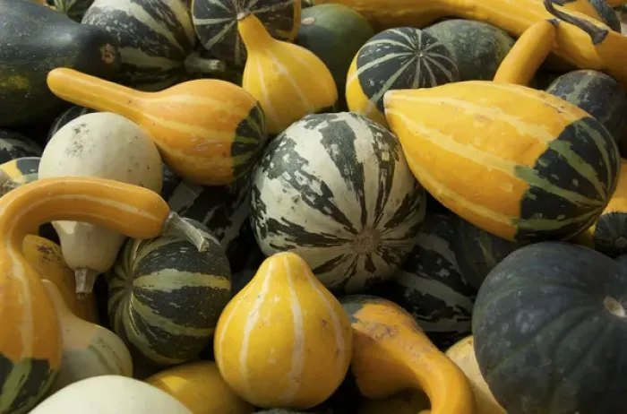 Framed Print : USA, Massachusetts, Natick, Lookout Farm, gourds Framed Print : USA, Massachusetts, Natick, Lookout Farm, gourds