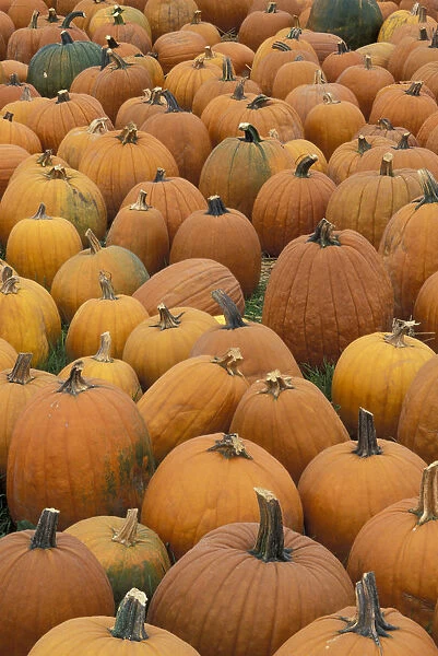 USA, Massachusetts, near Shelbourne Pumpkin harvest