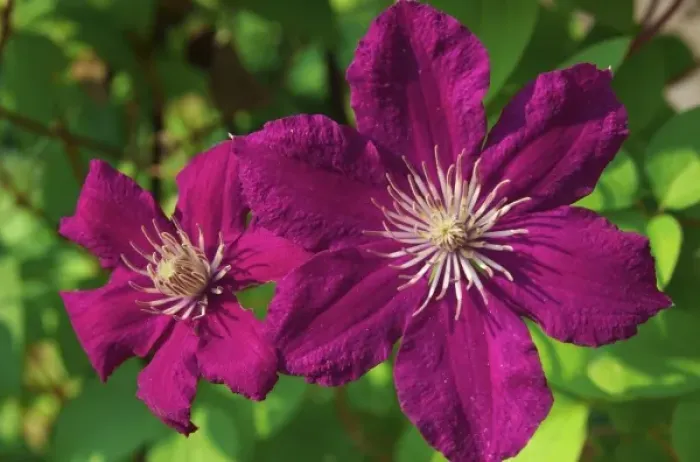 Framed Print : USA, Massachusetts, Reading, Clematis Framed Print : USA, Massachusetts, Reading, Clematis