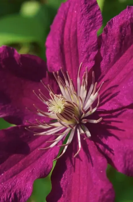 Framed Print : USA; Massachusetts; Reading; Clematis close-up