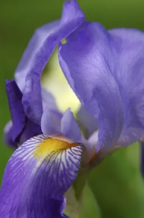 Framed Print : USA, Massachusetts, Reading, close-up of bearded iris