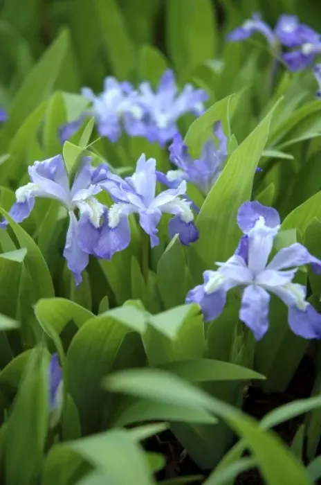 Framed Print : USA, Massachusetts, Reading, Dwarf Iris Framed Print : USA, Massachusetts, Reading, Dwarf Iris