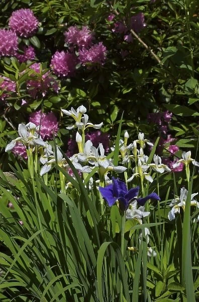 USA, Massachusetts, Reading, irises and rhododendron in full bloom