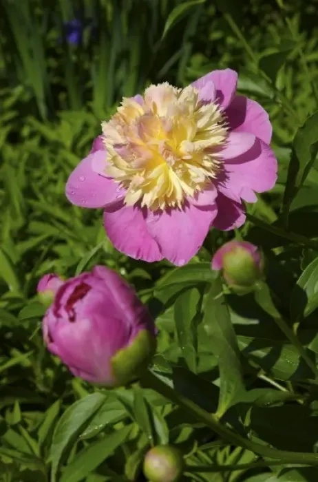Framed Print : USA; Massachusetts; Reading; pink paeonies in bloom Framed Print : USA; Massachusetts; Reading; pink paeonies in bloom