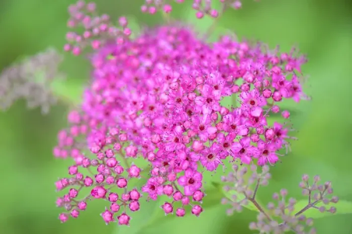 Framed Print : USA, Massachusetts, Reading, Spiraea Framed Print : USA, Massachusetts, Reading, Spiraea