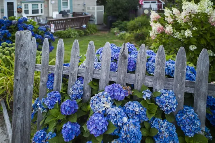 Framed Print : USA, Massachusetts, Rockport, Long Beach, hydrangea flowers Framed Print : USA, Massachusetts, Rockport, Long Beach, hydrangea flowers