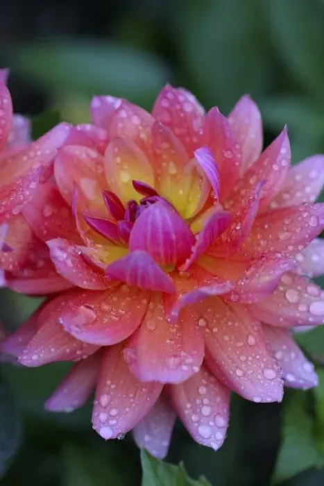 Framed Print : USA, Massachusetts, Shelburne Falls. A flower on the Bridge of Flowers after rain Framed Print : USA, Massachusetts, Shelburne Falls. A flower on the Bridge of Flowers after rain