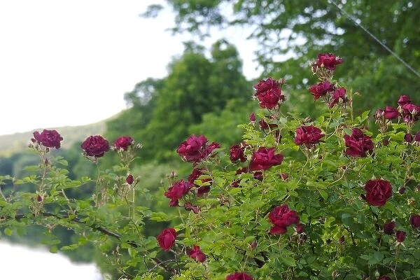 USA, Massachusetts, Shelburne Falls. Roses on Shelburnes Bridge of Flowers