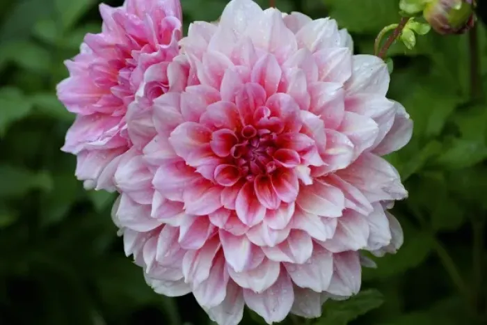 Framed Print : USA, Massachusetts, Shelburne Falls. Pink dahlias on Shelburnes Bridge of Flowers Framed Print : USA, Massachusetts, Shelburne Falls. Pink dahlias on Shelburnes Bridge of Flowers