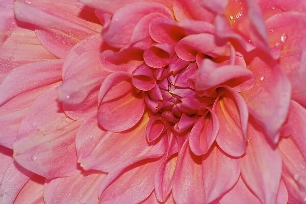 USA, Massachusetts, Shelburne Falls. Close-up of a pink dahlia on the Bridge of Flowers