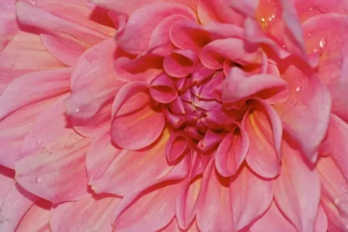 Framed Print : USA, Massachusetts, Shelburne Falls. Close-up of a pink dahlia on the Bridge of Flowers