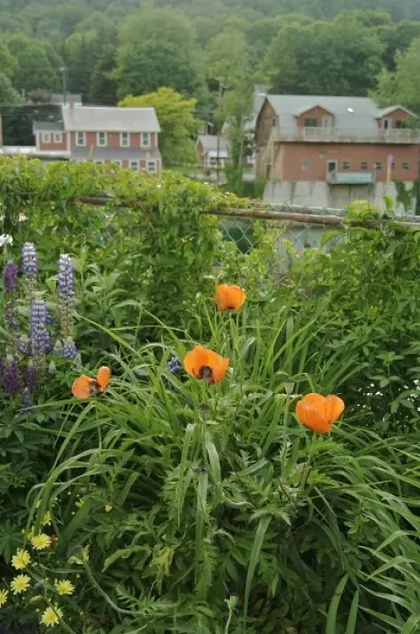 Framed Print : USA, Massachusetts, Shelburne Falls. Flowers on the Bridge of Flowers, and some buildings Framed Print : USA, Massachusetts, Shelburne Falls. Flowers on the Bridge of Flowers, and some buildings
