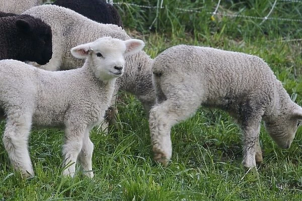 USA, Massachusetts, Shelburne. Lambs walk and munch on tall grass