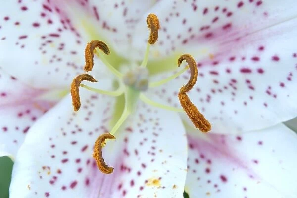 USA; Massachusetts; Stockbridge; Oriental Hybrid lily