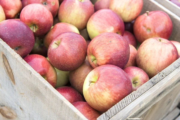 USA, Massachusetts, Wareham, apples