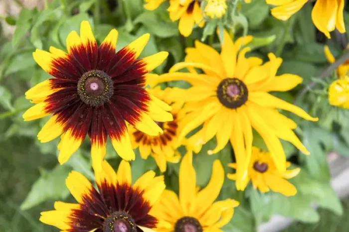 Framed Print : USA, Massachusetts, Wareham, Black-eyed Susan