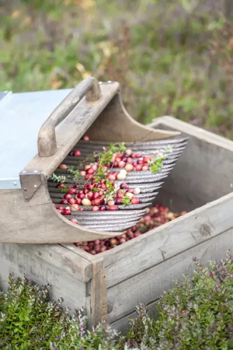 Framed Print : USA, Massachusetts, Wareham, cranberries and scoop