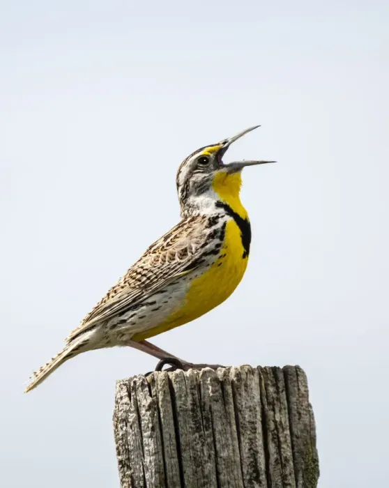 Framed Print : USA, Meadowlark, bird Framed Print : USA, Meadowlark, bird