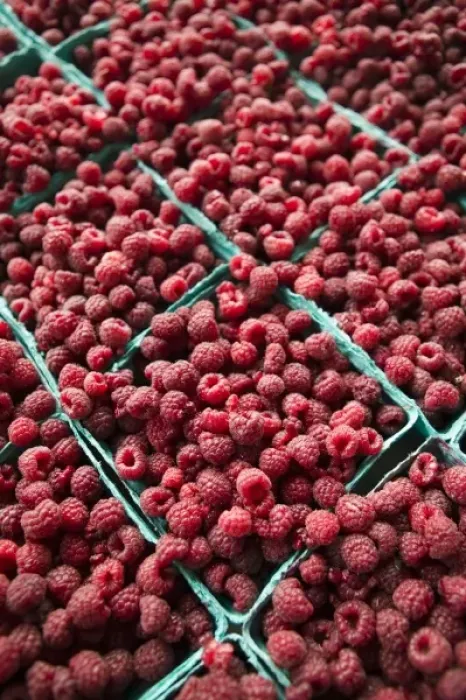 Framed Print : USA, Michigan, Ann Arbor: Ann Arbor Farmers Market, Raspberries