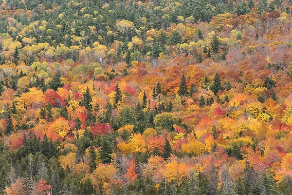 USA, Michigan. Autumn foliage viewed from Brockway Summit Drive in the Keewenaw Peninsula