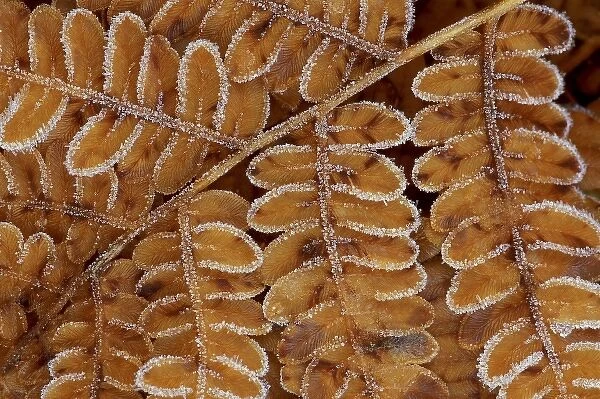 USA, Michigan, Brachen fern section with frost