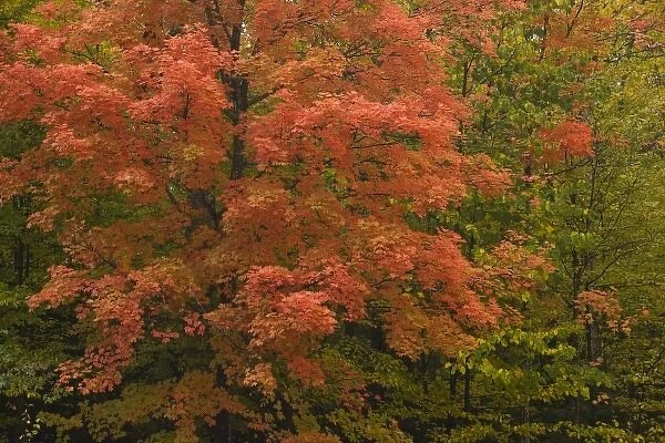 USA, Michigan, Chequamegon National Forest. A vibrant maple tree in full autumn color