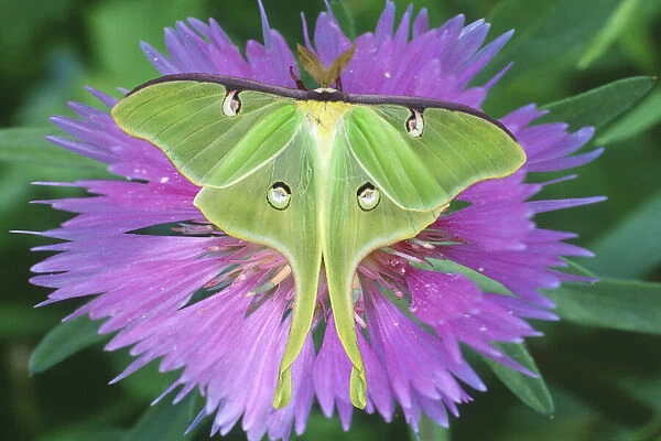 USA, Michigan. Close-up of luna moth on flower