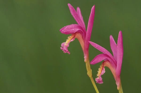 USA, Michigan, Close-up of native orchids (Arethusa). Credit as: Mark Carlson  /  Jaynes
