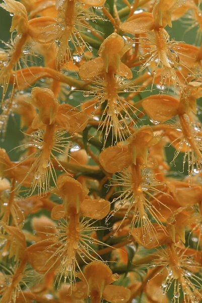 USA, Michigan, Close-up of yellow fringed orchid with dew in summertime. Credit as