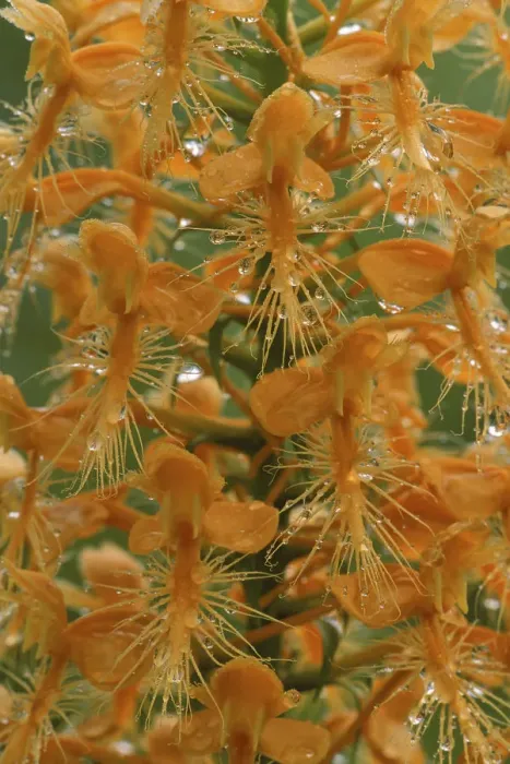 Framed Print : USA, Michigan, Close-up of yellow fringed orchid with dew in summertime. Credit as Framed Print : USA, Michigan, Close-up of yellow fringed orchid with dew in summertime. Credit as