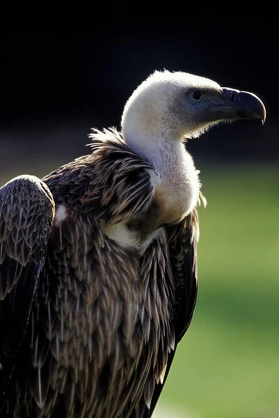 USA, Michigan, Detroit, Detroit Zoo. Vulture