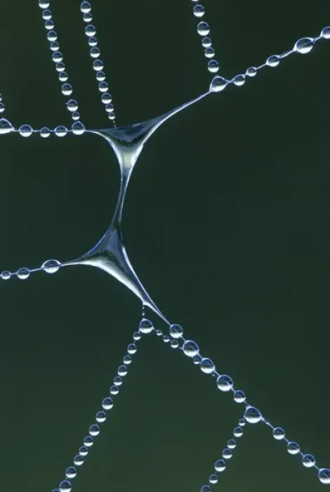 Framed Print : USA, Michigan. Dewy web section with water span