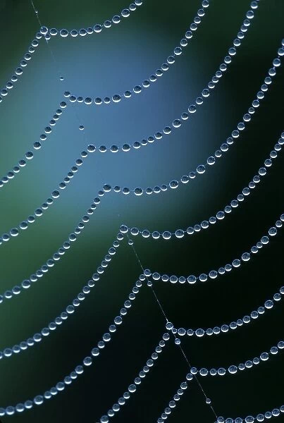 USA, Michigan. Diagonal web strand with dewy drapes