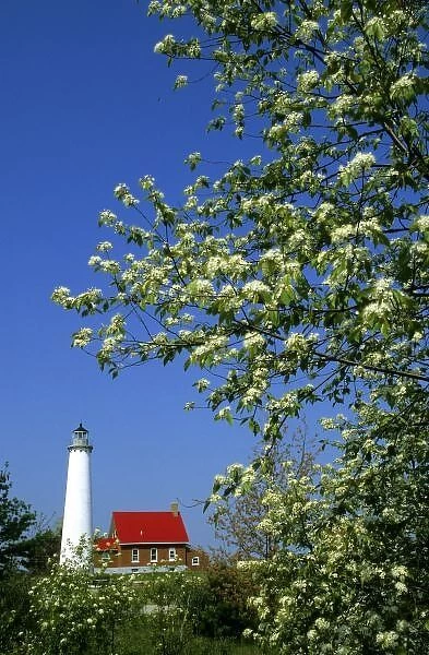 USA, Michigan, East Tawas. Tawas Lighthouse with wild cherry trees in bloom