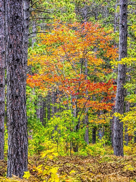 USA, Michigan. Fall color in the hardwood forest of the Upper Peninsula