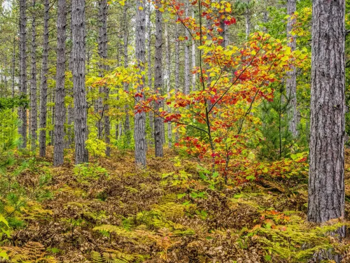 Framed Print : USA, Michigan. Fall color in the hardwood forest of the Upper Peninsula Framed Print : USA, Michigan. Fall color in the hardwood forest of the Upper Peninsula