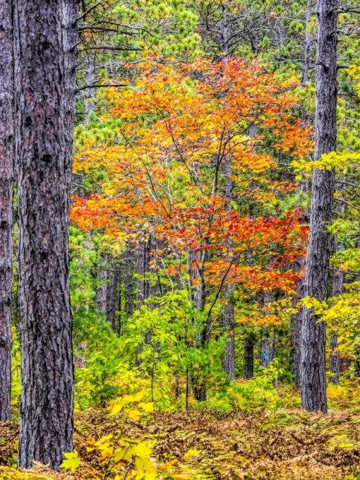 Framed Print : USA, Michigan. Fall color in the hardwood forest of the Upper Peninsula Framed Print : USA, Michigan. Fall color in the hardwood forest of the Upper Peninsula
