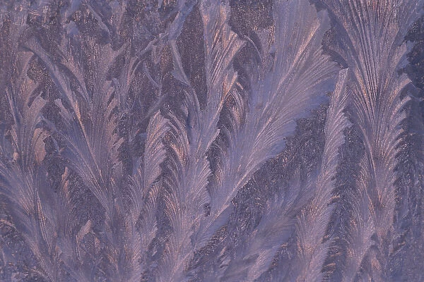 USA, Michigan, Feathery frost patterns on window. Credit as: Mark Carlson  /  Jaynes
