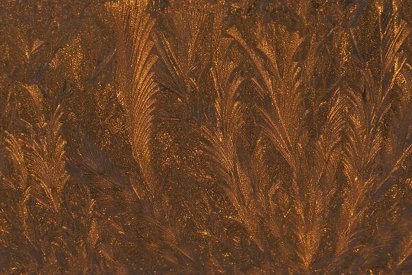USA, Michigan, Golden frost patterns on window at sunrise. Credit as: Mark Carlson