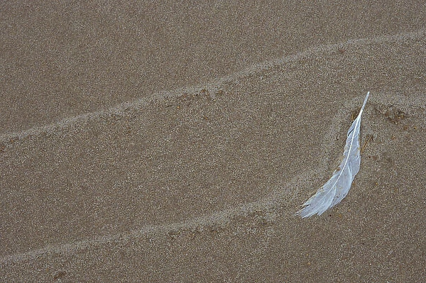 USA, Michigan, Gull feather and wave lines on Lake Michigan beach. Credit as: Mark