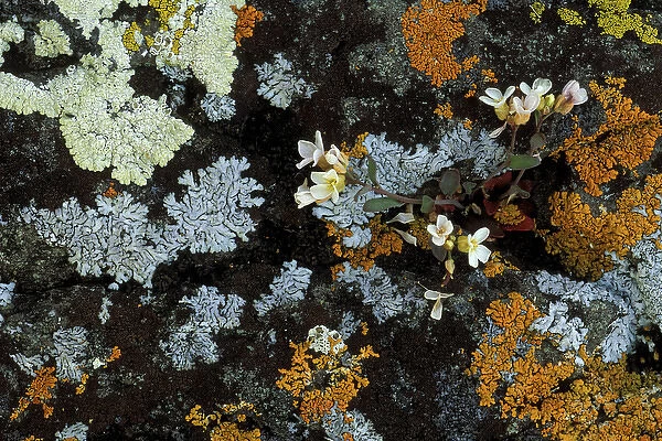 USA, Michigan, Isle Royale National Park, Lyre-leaf rockcress flowers and multicolored