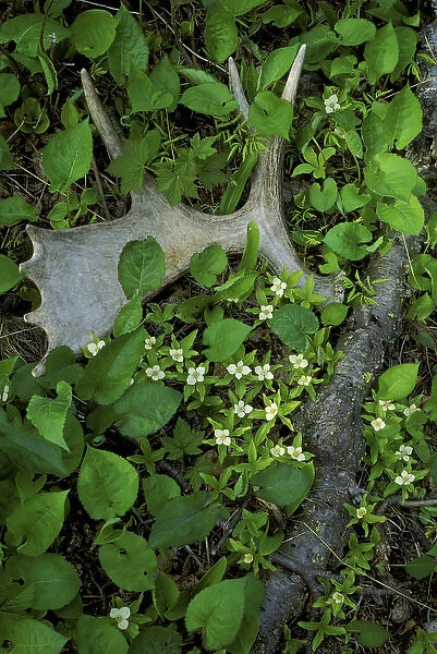 USA, Michigan, Isle Royale National Park, Moose antler shed in bunchberry flowers at springtime