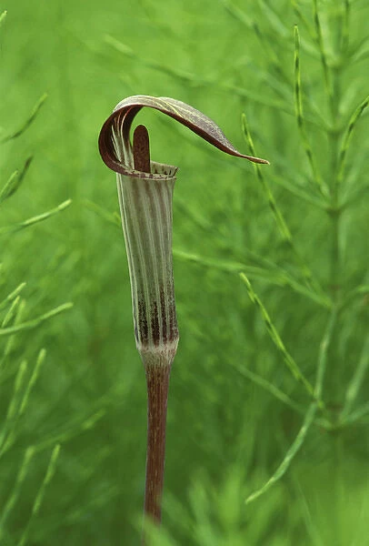 USA, Michigan, Jack-in-the-pulpit flower amid green equisetum ferns in springtime
