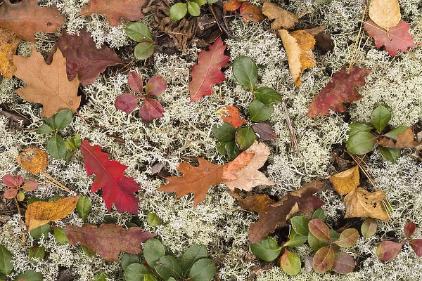 USA, Michigan, Keewenaw Peninsula. The forest floor of leaves, pine needles, lichens
