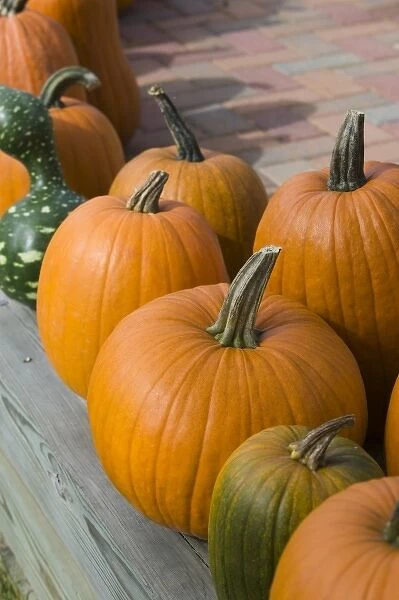 USA, Michigan, Lake Michigan Shore, Leelanau County, Glen Harbor: Pumpkins  /  Autumn
