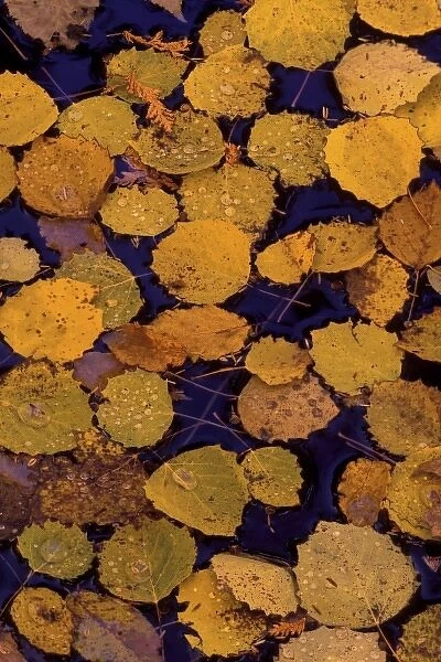 USA, Michigan, Largetooth aspen leaves in autumn colors floating on water