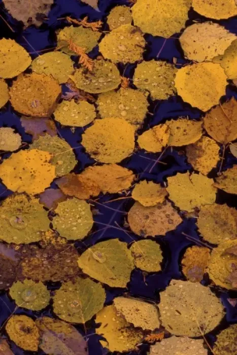Framed Print : USA, Michigan, Largetooth aspen leaves in autumn colors floating on water Framed Print : USA, Michigan, Largetooth aspen leaves in autumn colors floating on water